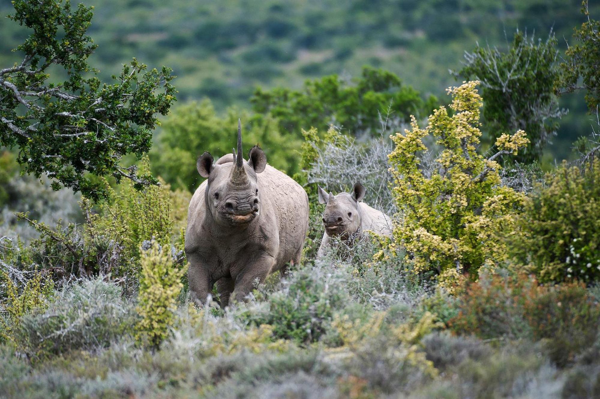 Kwandwe Private Game Reserve - Great Fish River Lodge Grahamstown Dış mekan fotoğraf