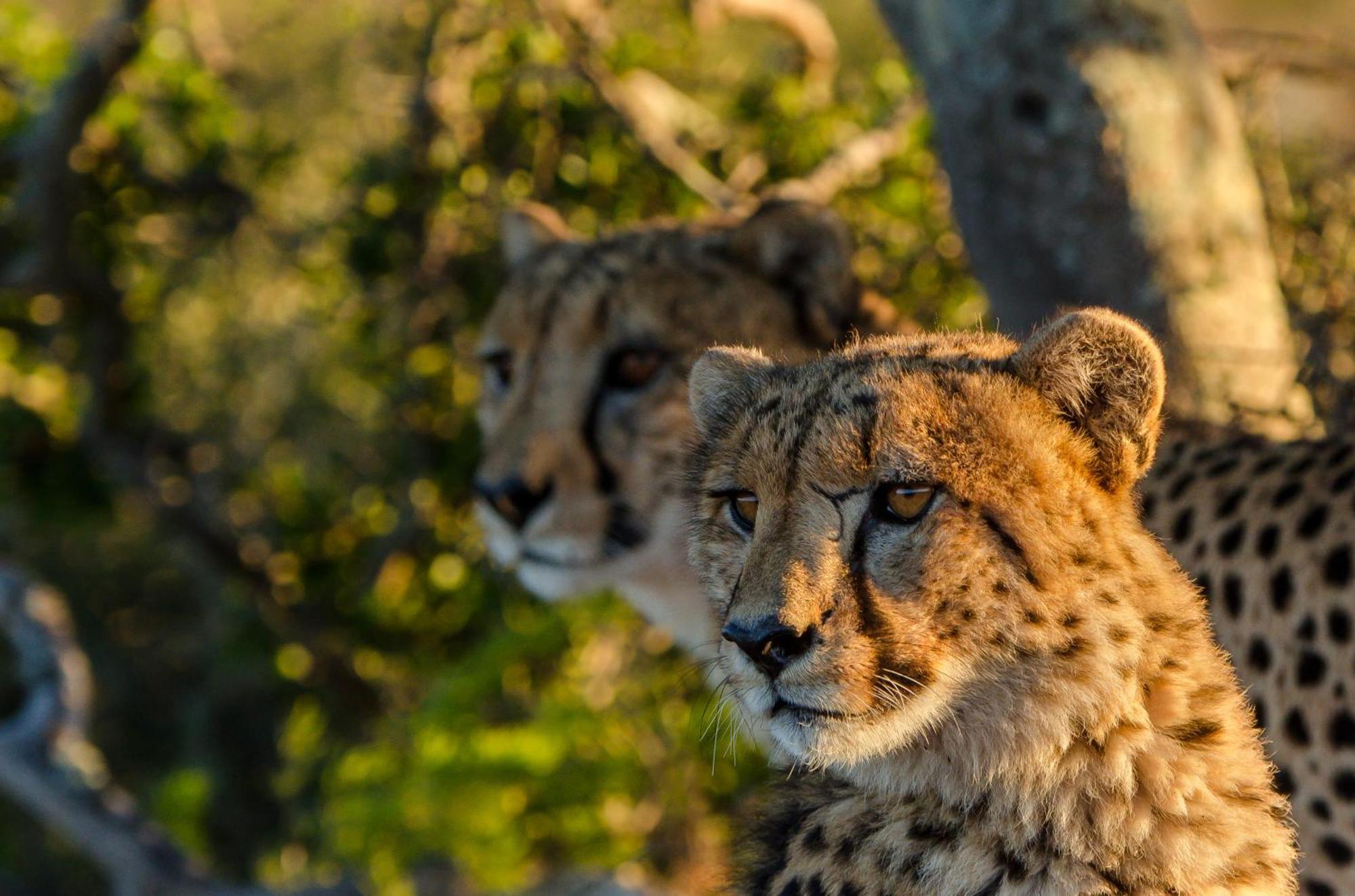 Kwandwe Private Game Reserve - Great Fish River Lodge Grahamstown Dış mekan fotoğraf
