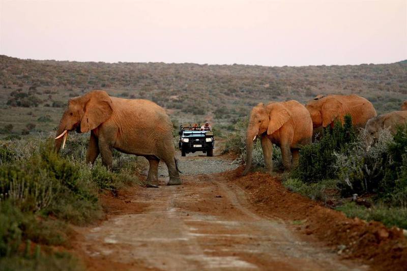 Kwandwe Private Game Reserve - Great Fish River Lodge Grahamstown Dış mekan fotoğraf