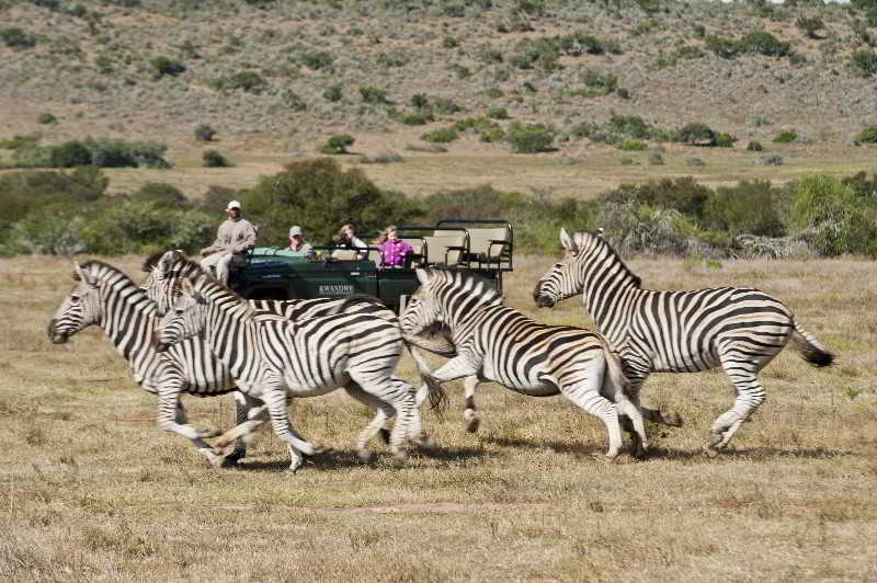 Kwandwe Private Game Reserve - Great Fish River Lodge Grahamstown Dış mekan fotoğraf